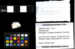 Foto (Objekt + Etiketten) von Gastrodorus sp. 